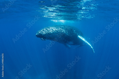 Humpback Whale Swimming Just Below Surface