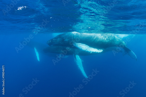 Three Humpback Whales in Blue Water © ead72