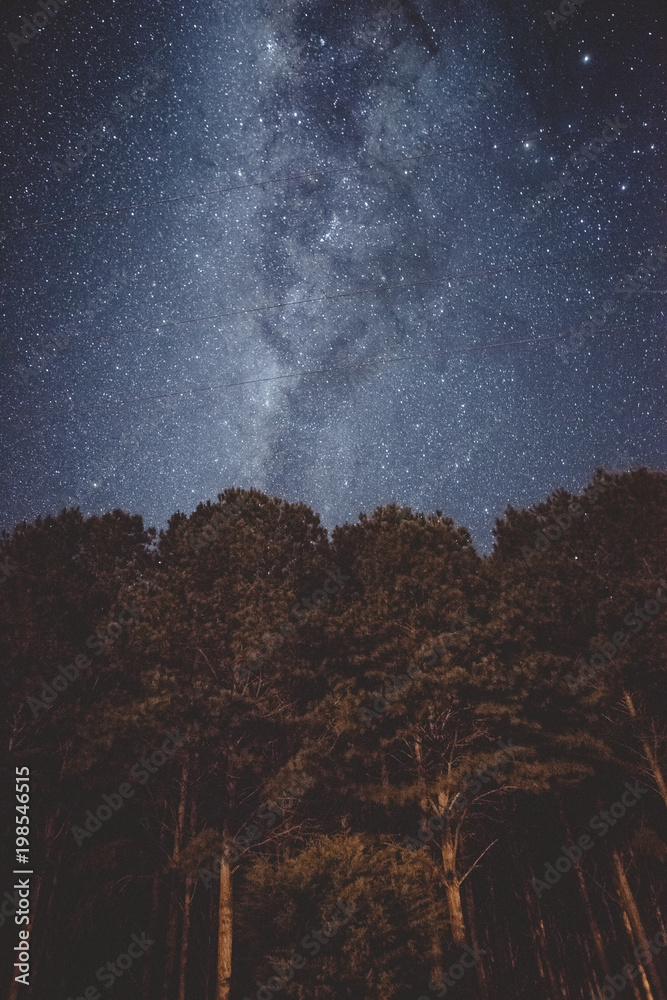 Céu noturno estrelado em meio a floresta