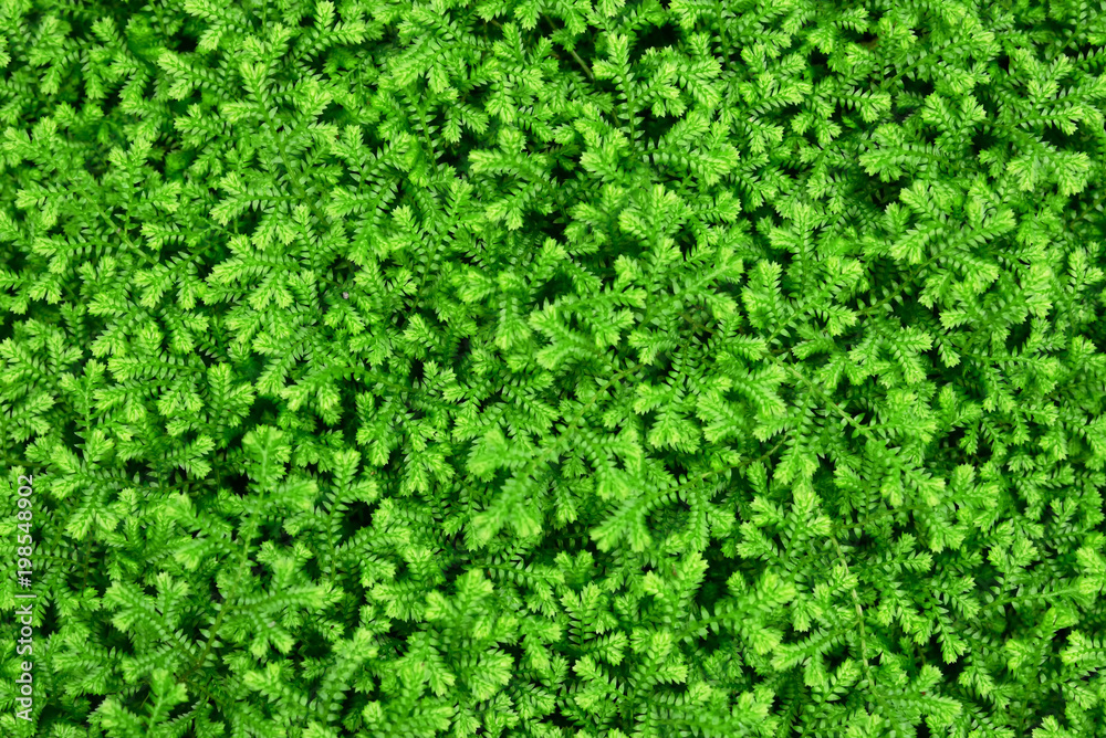 Green grass. natural background texture. fresh spring green grass. Green grass. natural background texture. fresh spring green grass.