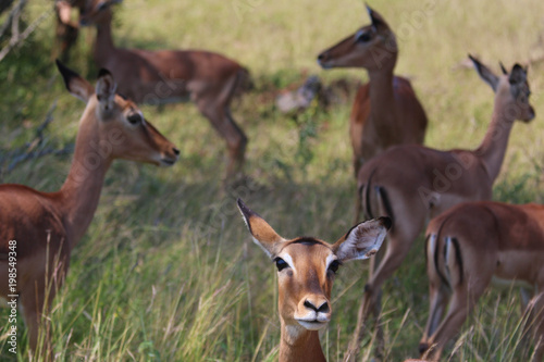 Wild Impala on South Africa Safari