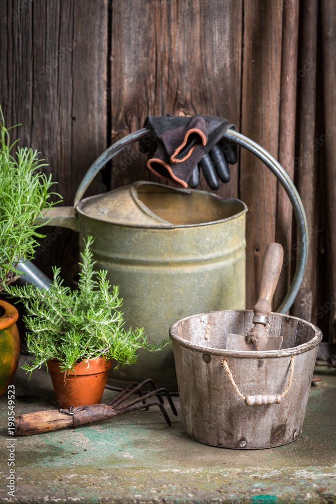 Homegrown and aromatic herbs in the garden Homegrown and aromatic herbs in the garden