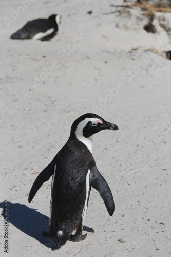 Wild jackass penguin on South African beach