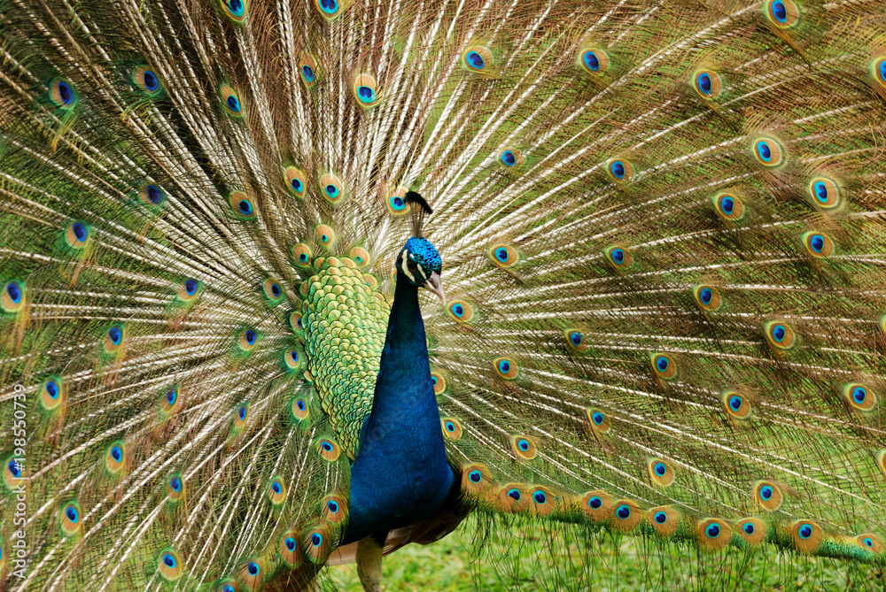 Fototapeta premium Male peacock with tail open in mating ritual
