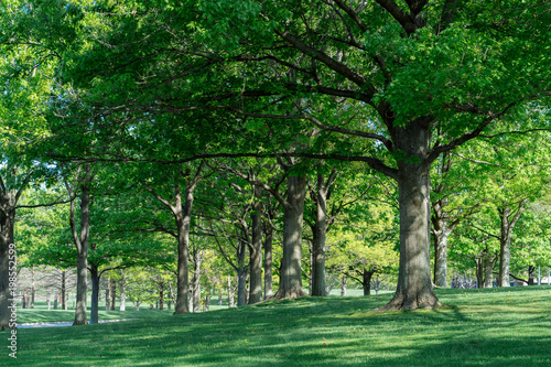 Fototapeta Naklejka Na Ścianę i Meble -  Trees and grass in the city park on a sunny spring morning in Dallas