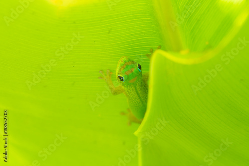 Macro of Gold Dust Day Gecko photo