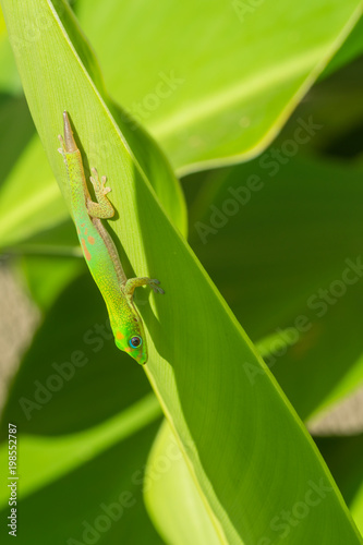 Gold Dust Day Gecko with Missing Tail