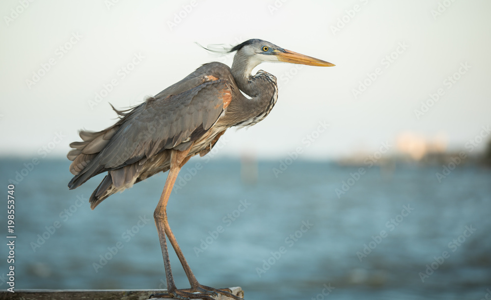 Obraz premium great blue heron perched on the pier at sunset