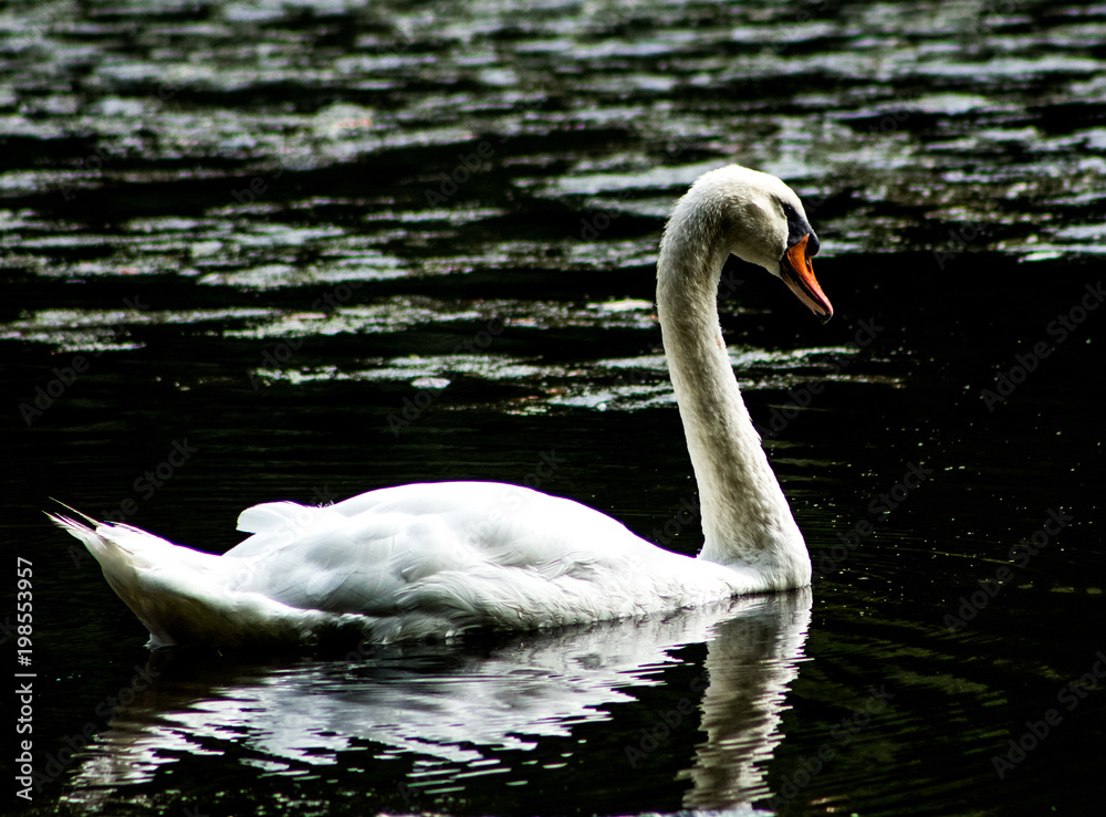 Fototapeta premium Swan 1