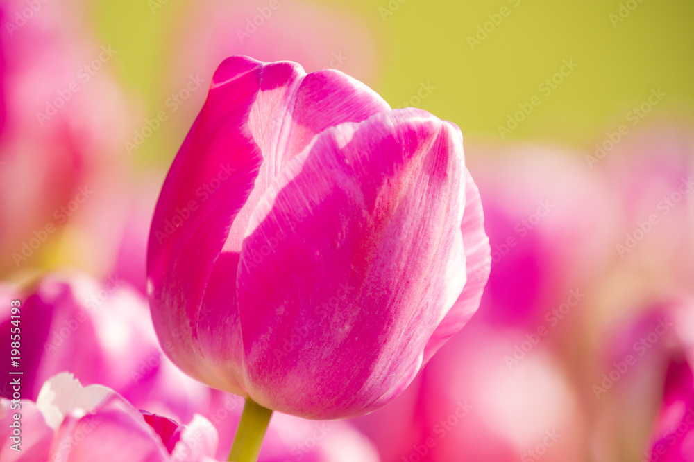 チューリップ 花 ピンク とぶ 自然 庭 花 チューリップ 全盛期 咲く 美しさ 緑 植える 植物 フローラル 赤 野原 紫 色 マクロ 新鮮 季節 花束 茎 Stock Photo Adobe Stock