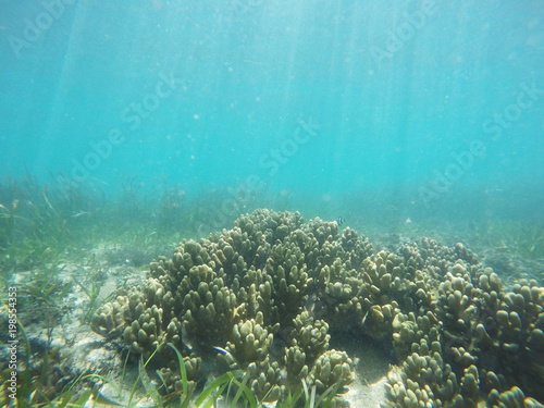 Underwater coral reef background in Bali