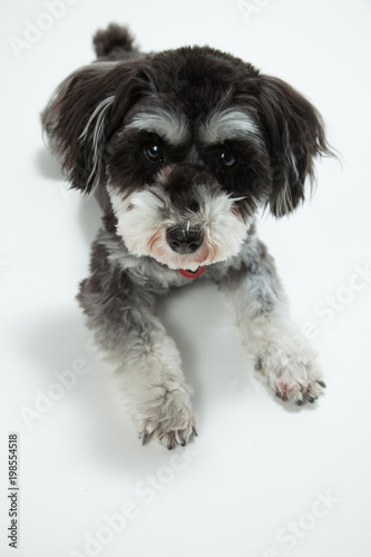 ミニチュアシュナイザー