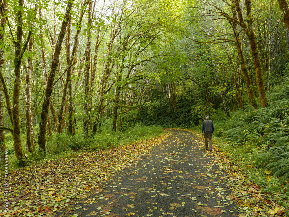 Fototapeta premium Senior man walking down a quiet tree lined path into the woods