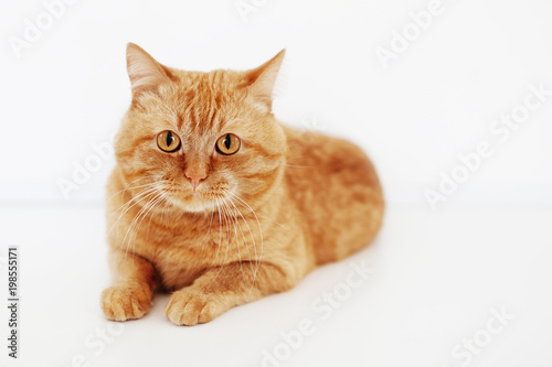 Big fluffy red cat with orange eyes lies on a white table and looks at the camera