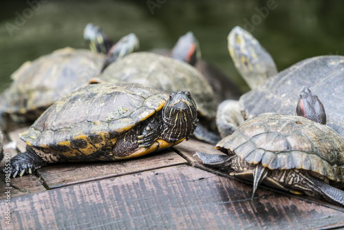 Terrapins basking under the sun with its mates