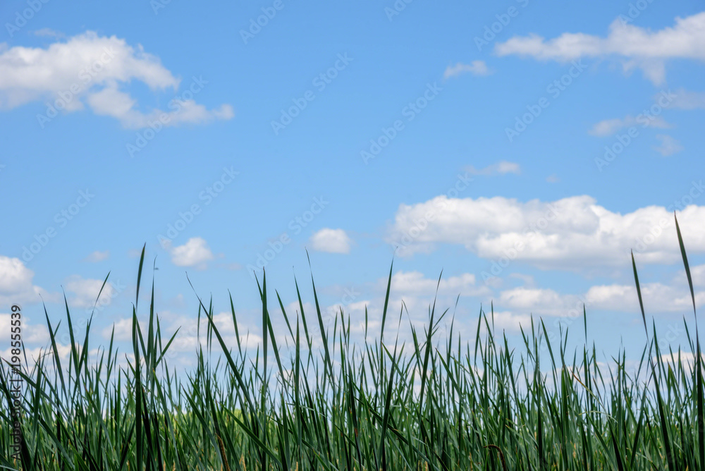 view of tall green grass and blue sky