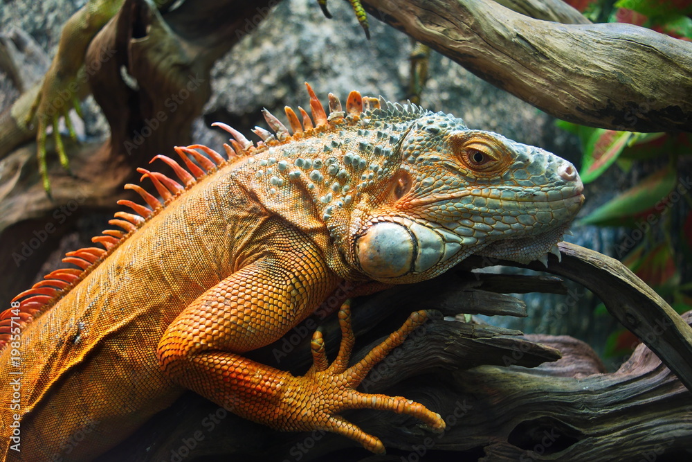 Fototapeta premium Zoo lizard