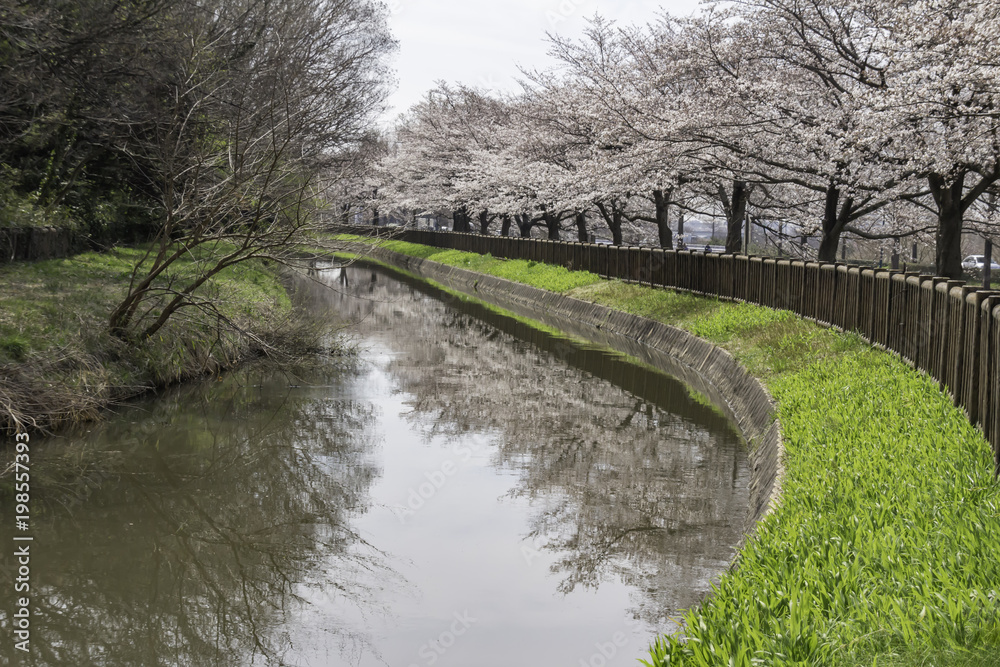 見沼用水路沿いの桜