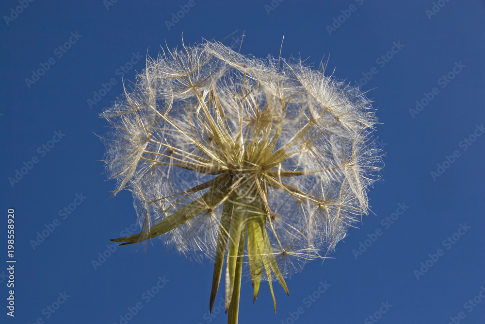 Pusteblume vor blauem Himmel