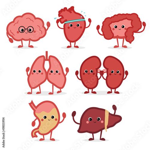 Cute smiling happy human healthy strong organs set. Vector cartoon character illustration icon design. Isolated on white background. Heart, liver, brain, stomach, lungs, kidneys,intestine organ