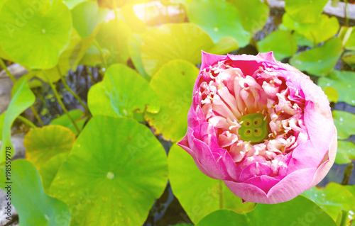 Pink lotus flower. photo