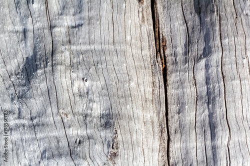 bois sec, tronc d'arbre  © Unclesam