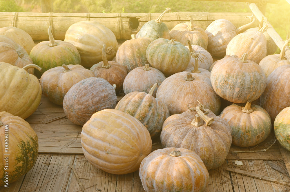 Fresh pumpkins Fresh pumpkins