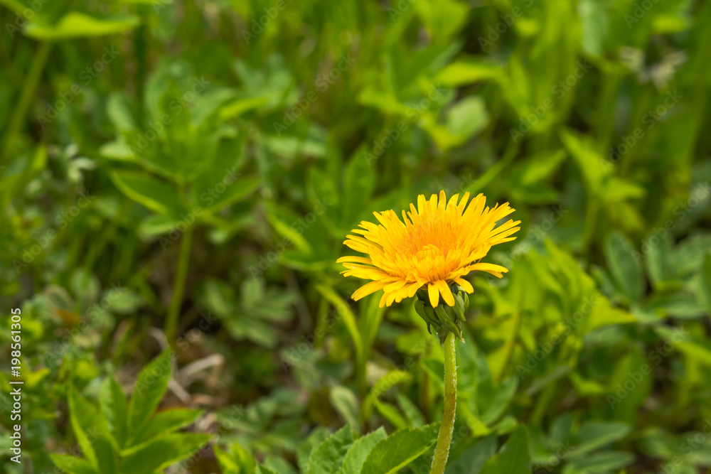 Obraz premium Close up of blooming yellow dandelion flowers Taraxacum officinale in garden on spring time. Detail of bright common dandelions in meadow at springtime. Used as a medical herb and food ingredient