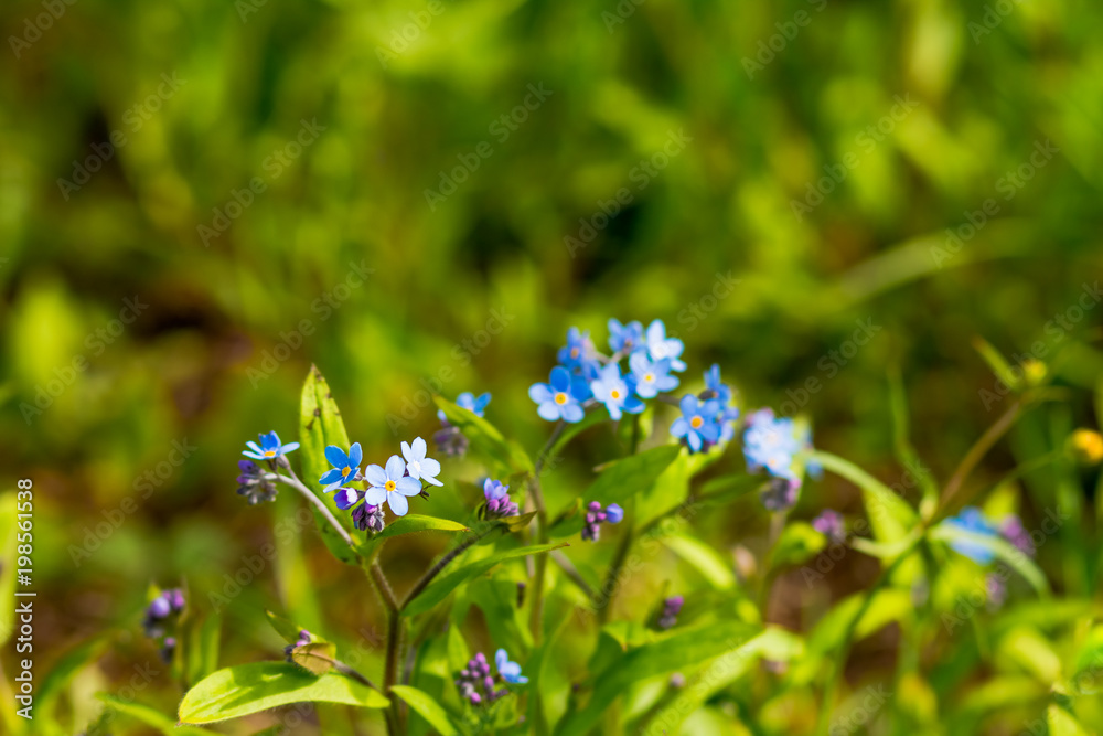 Little blue forget-me-not flowers on spring meadow.Meadow plant background: blue little flowers - forget-me-not close up and green grass.Bright bunches of blue flowers Little blue forget-me-not flowers on spring meadow.Meadow plant background: blue little flowers - forget-me-not close up and green grass.Bright bunches of blue flowers
