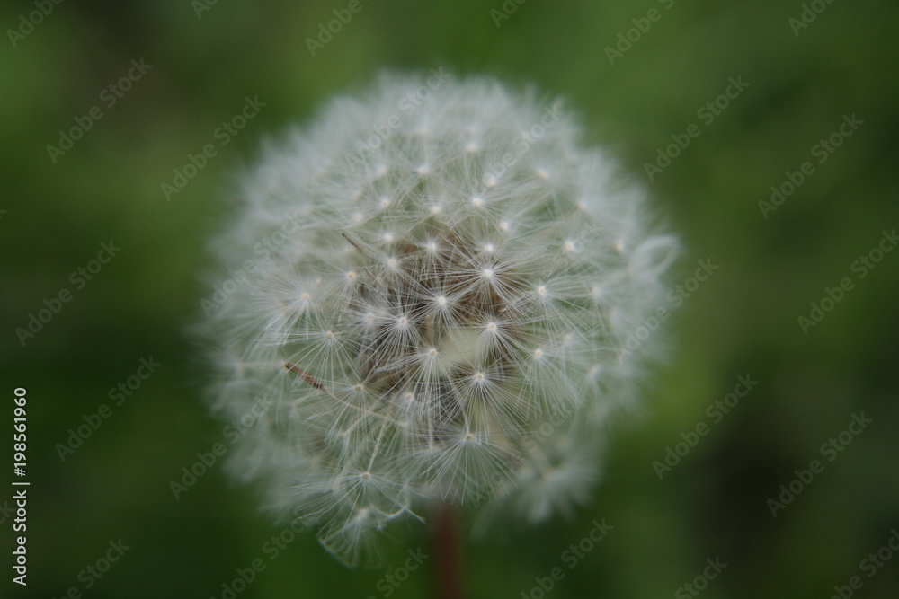 Fototapeta premium Pusteblume