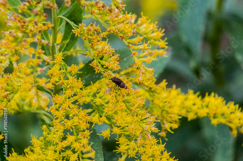 fly on blooming yellow weeds