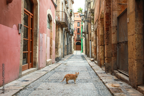 The cat on the street at Tarragona city in Spain © Lam Buu Truong