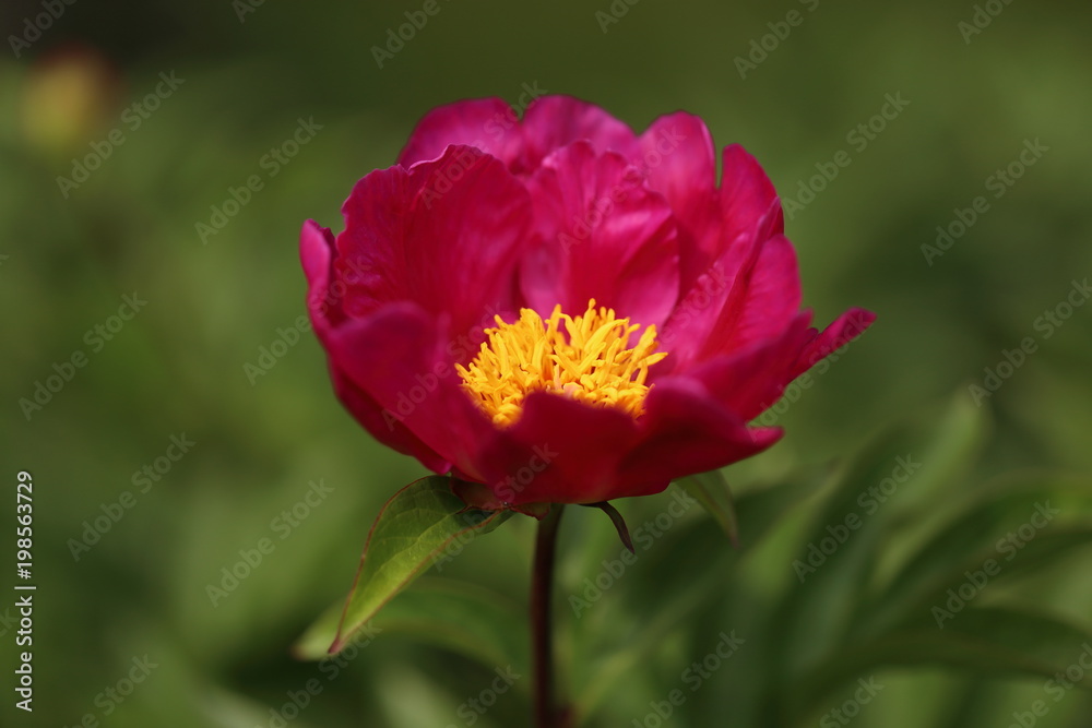 large purple peony, many petals and juicy flower. large purple peony, many petals and juicy flower.