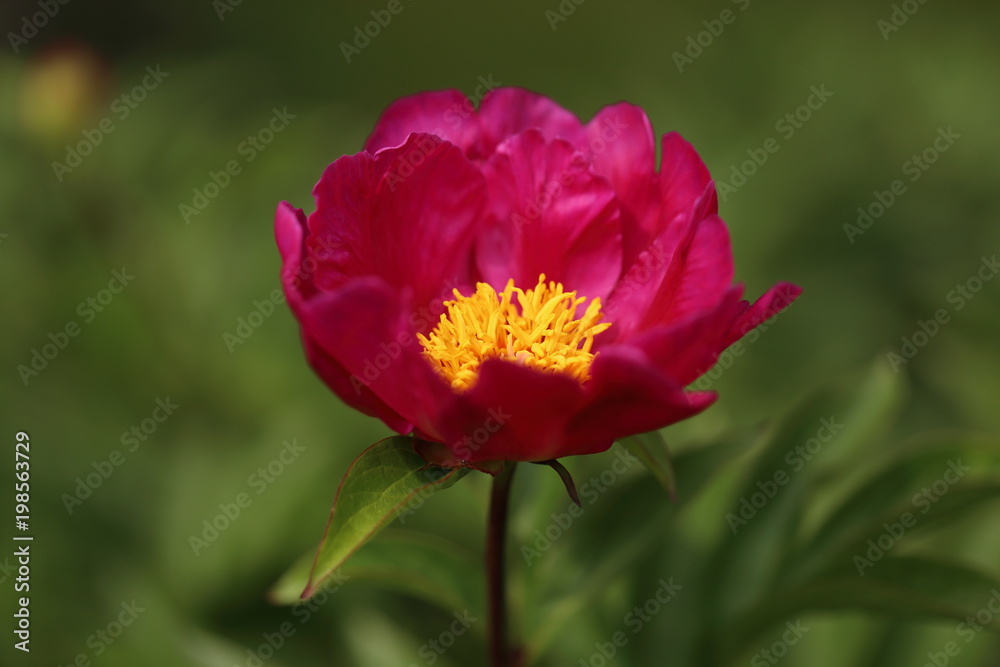 large purple peony, many petals and juicy flower.