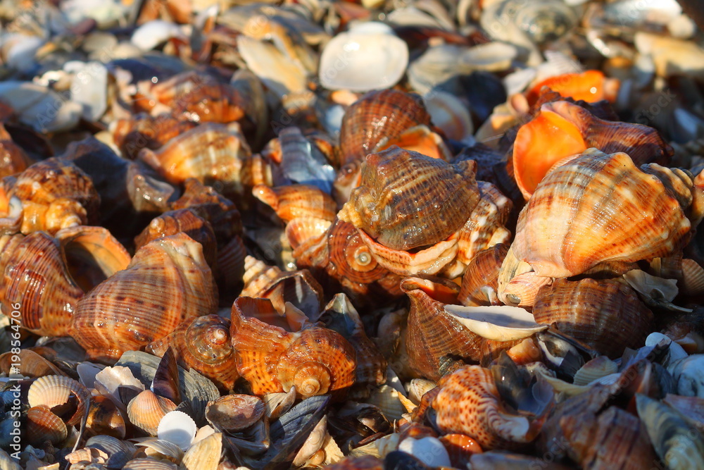 Heap of veined rapa whelk, or rapana venosa lying on shells at the seashore