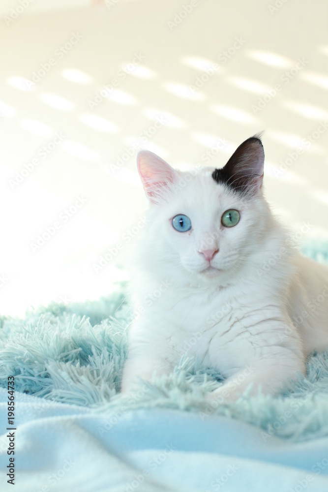 Odd eyed white cat lying on a light blue blanket