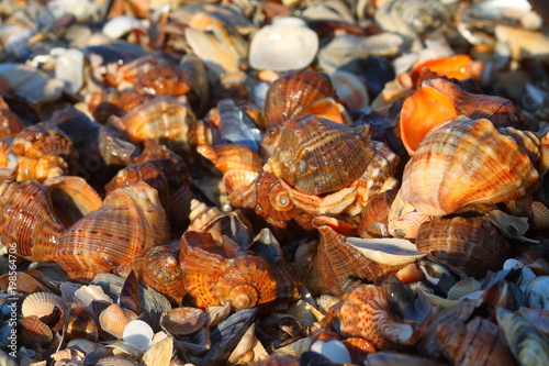 Heap of veined rapa whelk, or rapana venosa lying on shells at the seashore