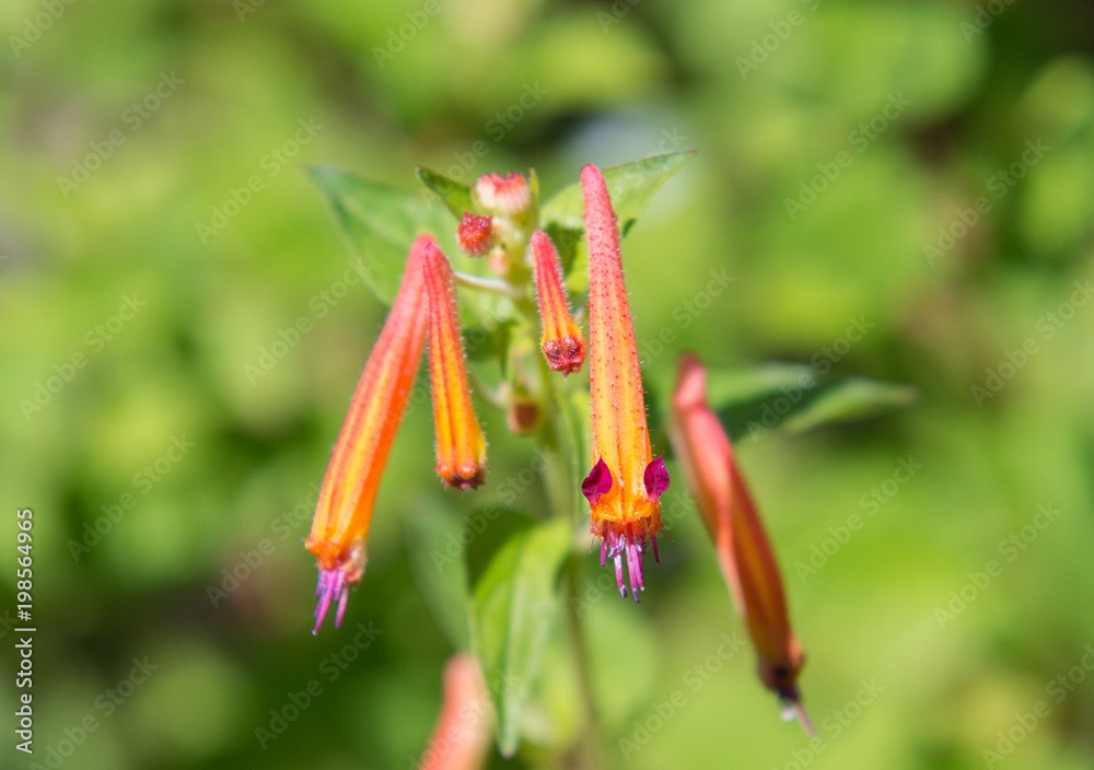 Close-up of Cigar Plant (Cuphea cyanea) flowers Close-up of Cigar Plant (Cuphea cyanea) flowers