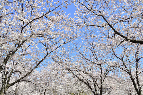 日本の美 桜