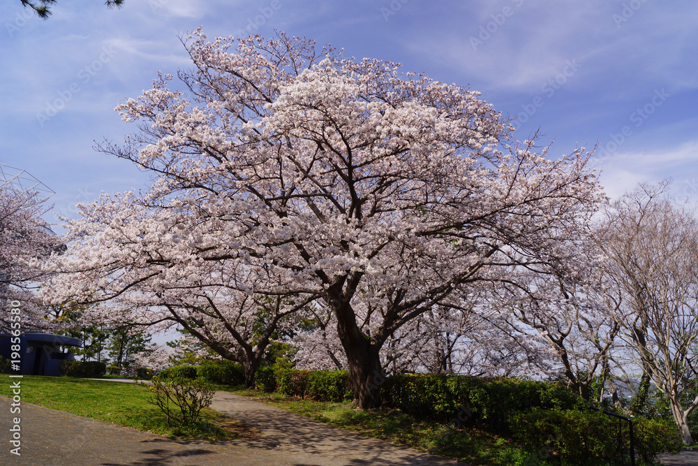 野島公園 桜
