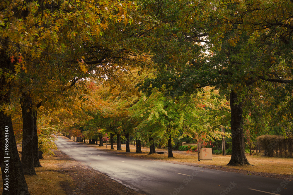 Beautiful Trees in Autumn Lining Street in Macedon, Australia Beautiful Trees in Autumn Lining Street in Macedon, Australia