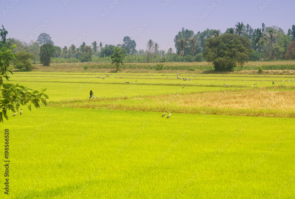 Fototapeta premium landscape of field 