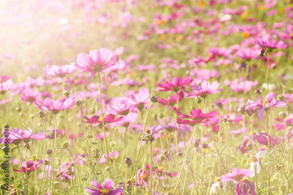 Beautiful cosmos flowers in the garden