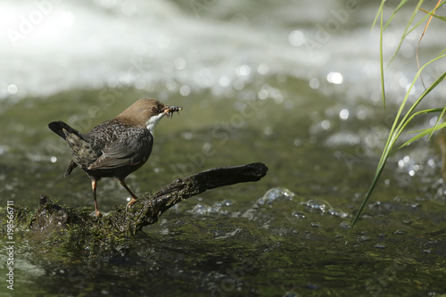 cincle plongeur photo