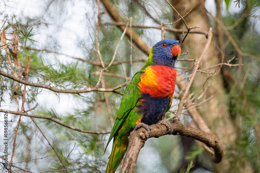 Rainbow Lorikeet parrot perched in a tree - Bright coloured bird Rainbow Lorikeet parrot perched in a tree - Bright coloured bird