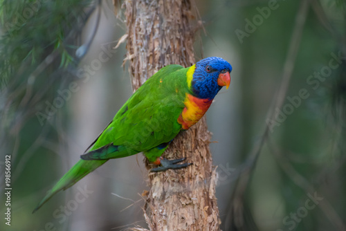 Rainbow Lorikeet parrot perched in a tree - Bright coloured bird