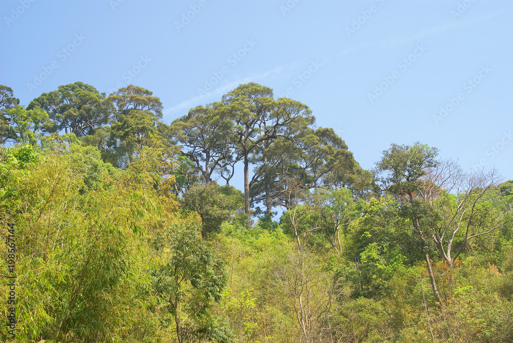 landscape of forest and mountain