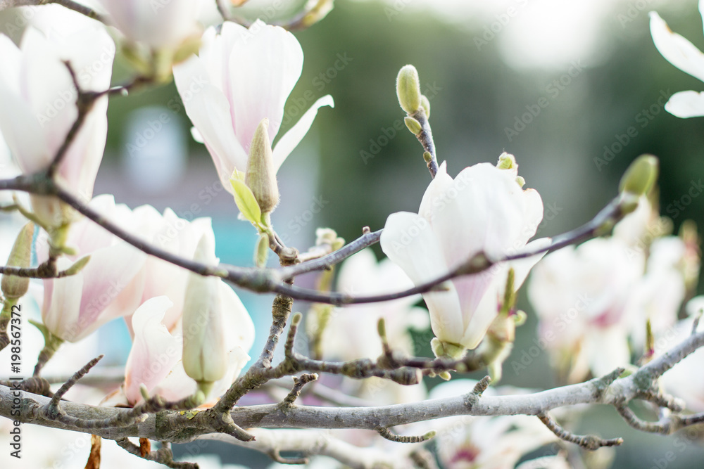 branch of flowering white Magnolia branch of flowering white Magnolia