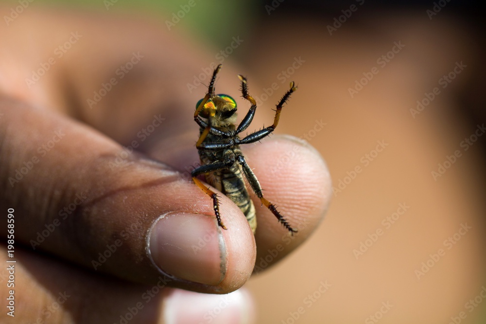 catch robber fly catch robber fly