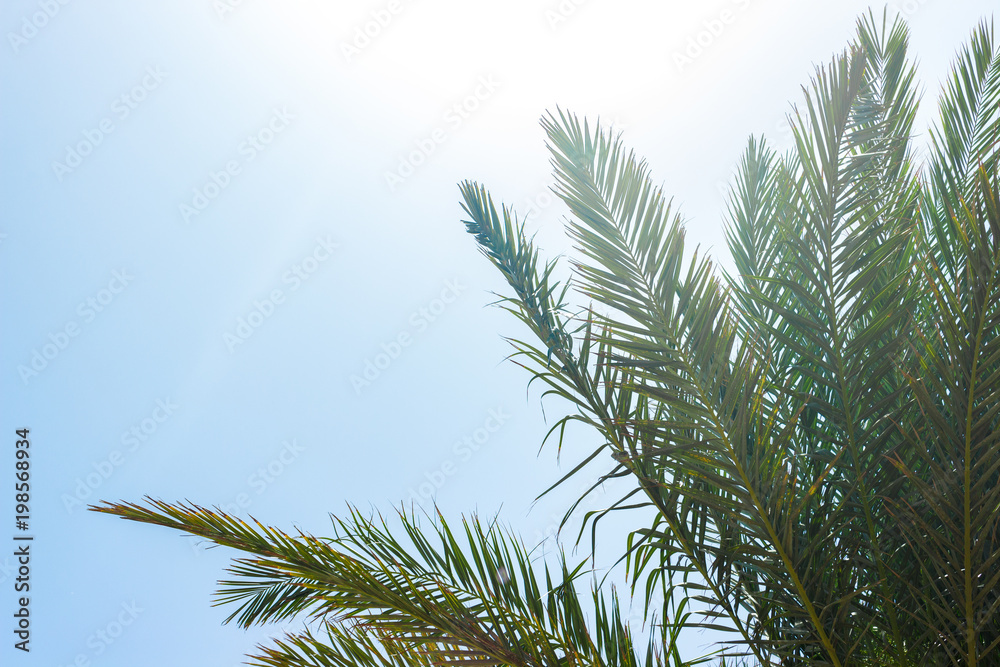 leaves of palm and morning light. Palm leaf against blue sky leaves of palm and morning light. Palm leaf against blue sky